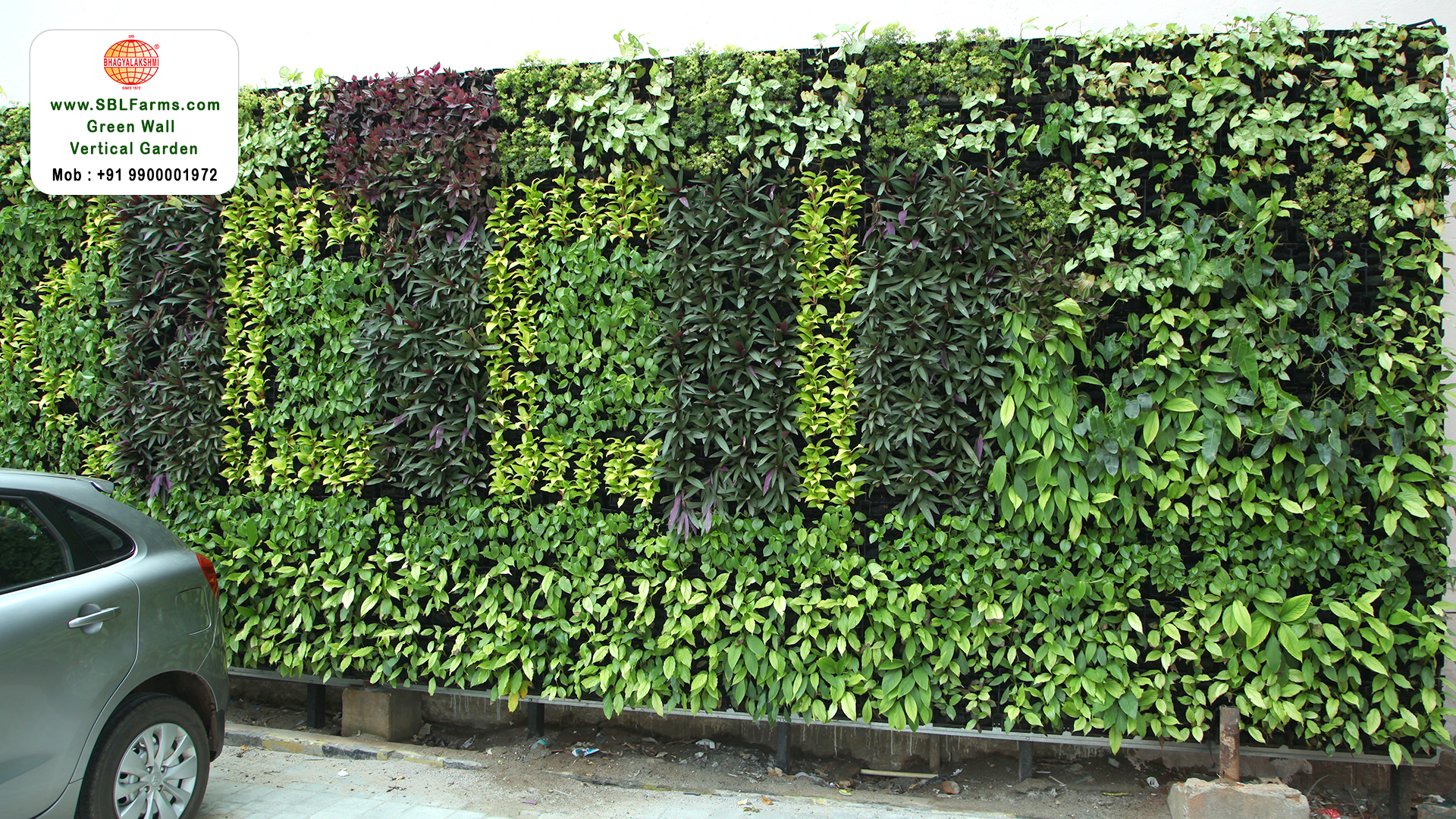 Sbl Farms Green walls and Living walls, Vertical Garden, Bio Curtains,Green wall or vertical garden service in bangalore